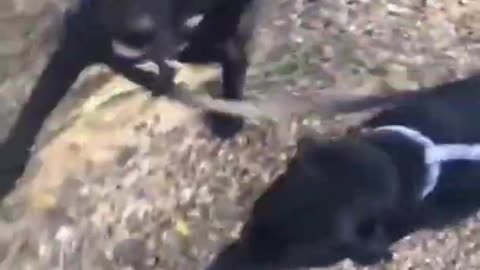 Top Funny Cute Dog Videos and TIKTOK Compilation #short