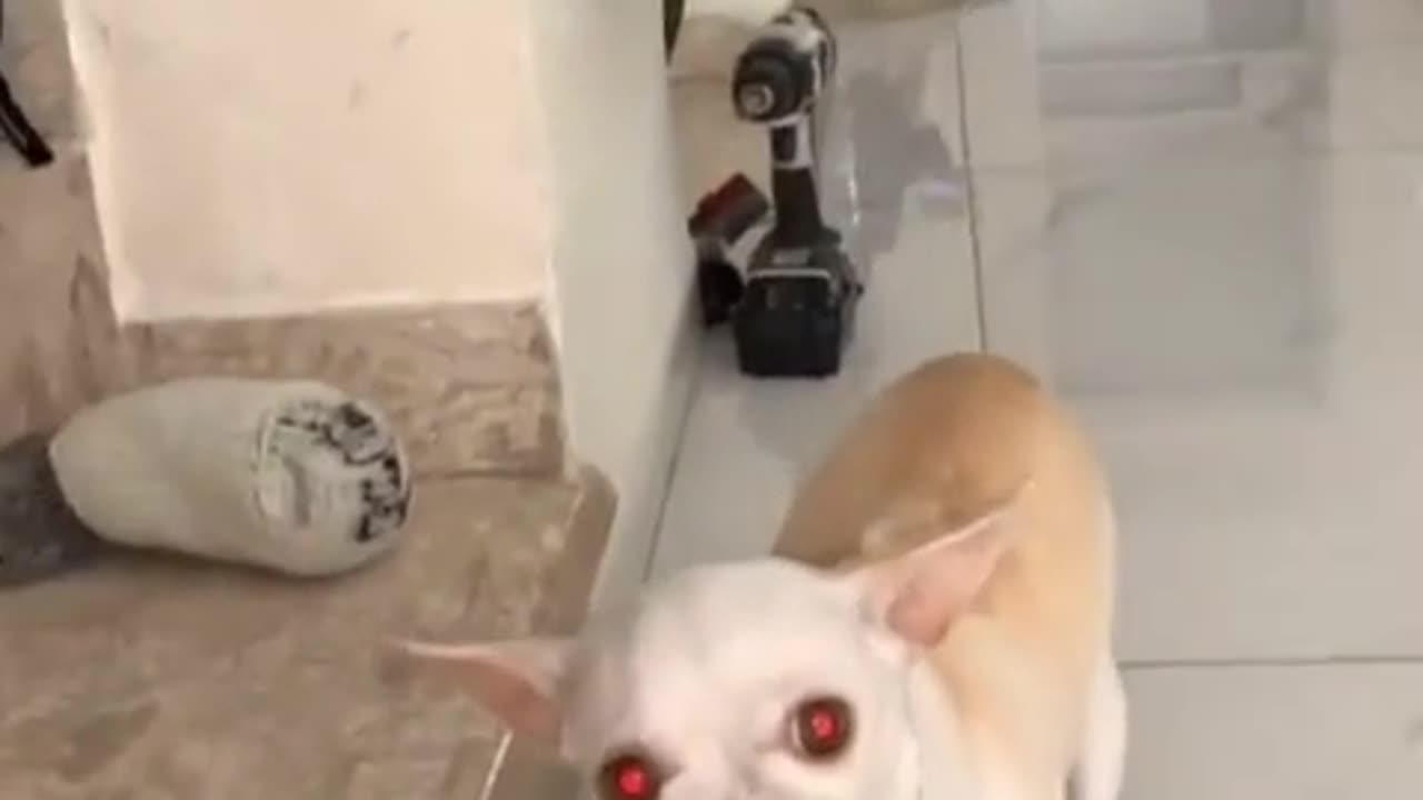 Funny angry dog