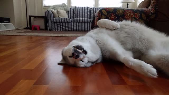 Husky sleeps in hilariously awkward position