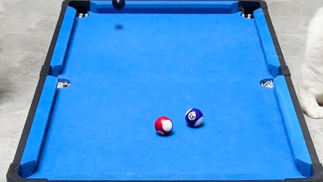 Cats playing pool #viral #asmr #trending #short #catshorts #pool