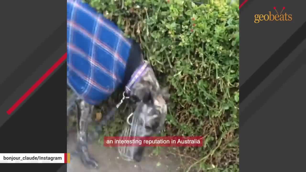 Family adopts dog that had never been
