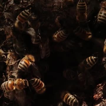 How bees air condition their hives
