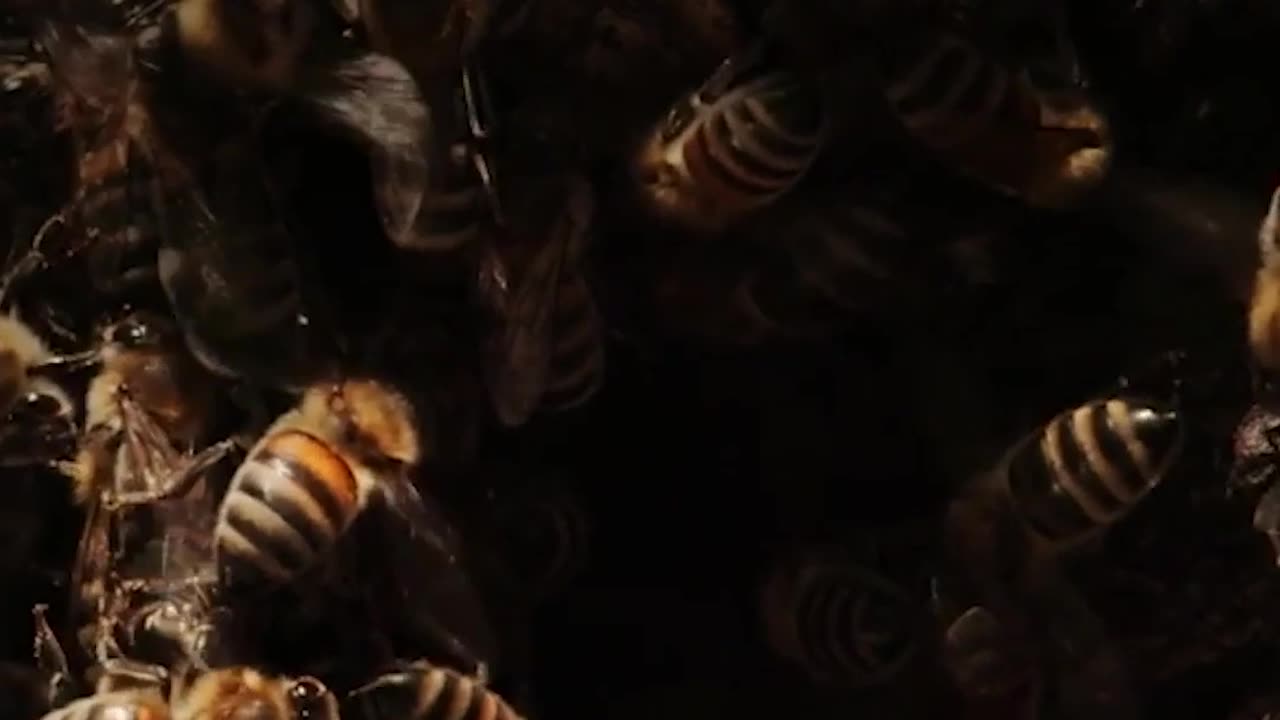 How bees air condition their hives