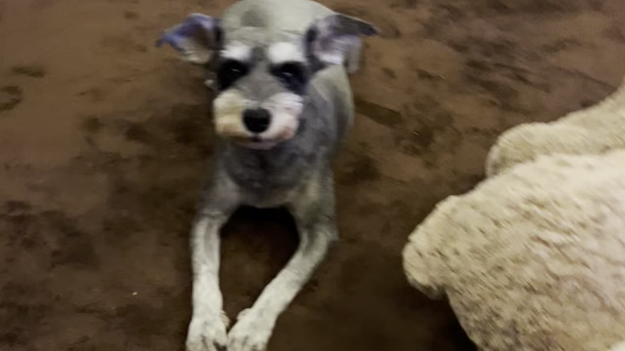 Mini schnauzer won’t smile