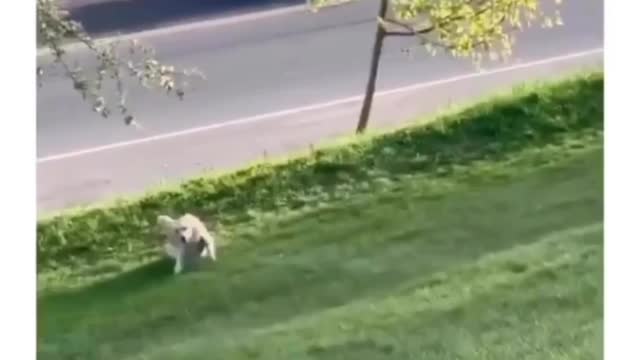He absolutely loves sliding down hill
