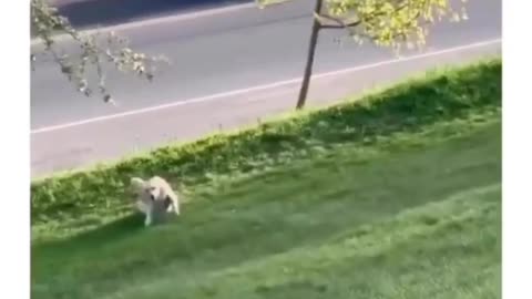 He absolutely loves sliding down hill