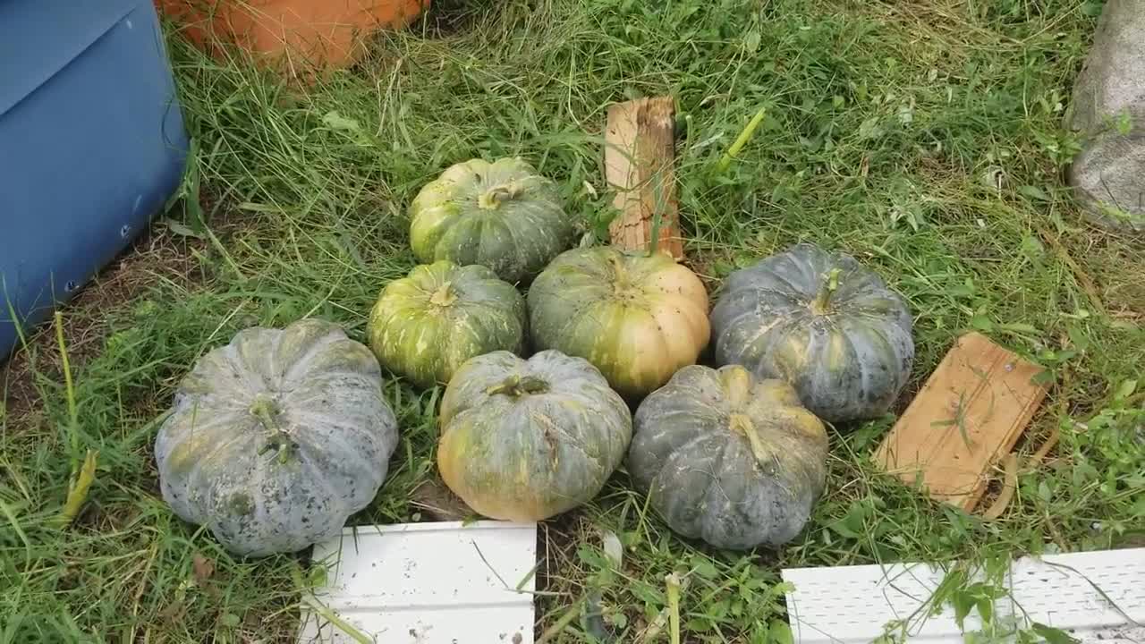 HARVESTING MY PUMPKINS