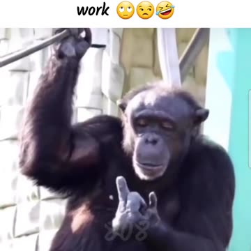 The monkey respect all