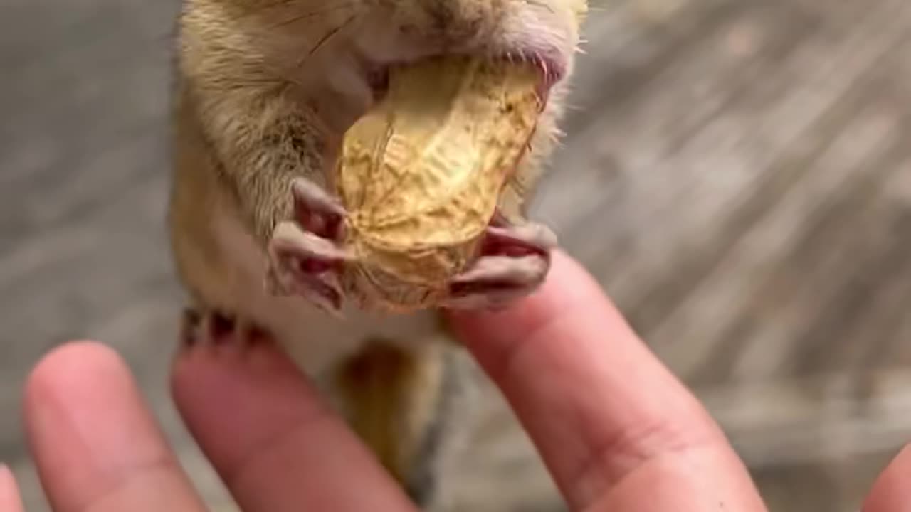 Sweet animals and funny cat 🙀