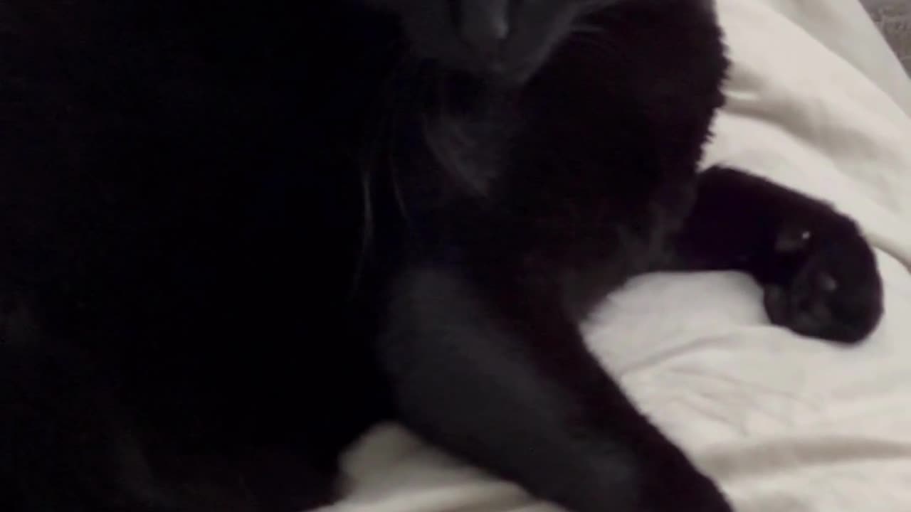 Adopting a Cat from a Shelter Vlog - Cute Precious Piper Listens to a Strange New Sound #shorts