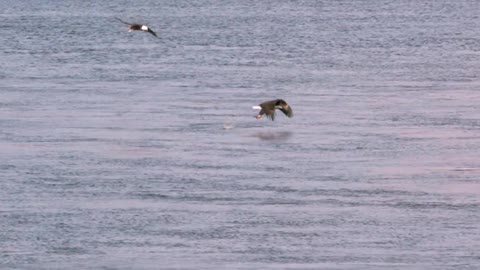 Bald Eagle: America’s Fursona