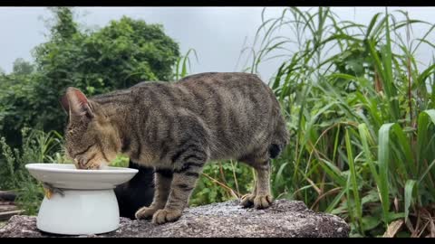 A eating cat and a hungry dog