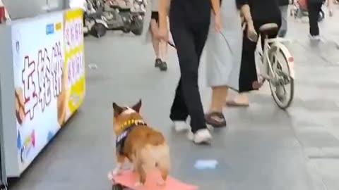 Skate Boarding Dog