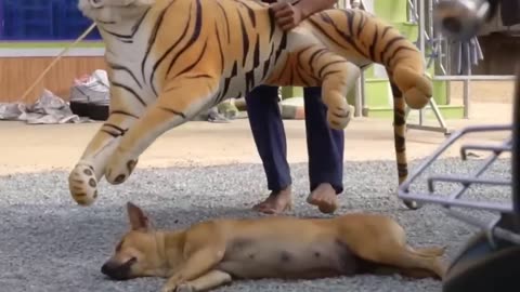 Prank Dog & fake Lion and Fake Tiger