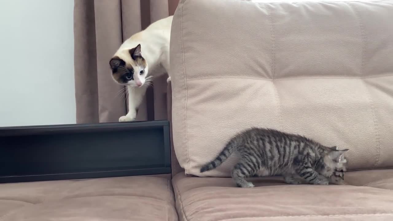 Funny Cat Reaction to New Baby Kitten