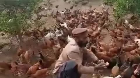 Chicks enjoying meal 😋