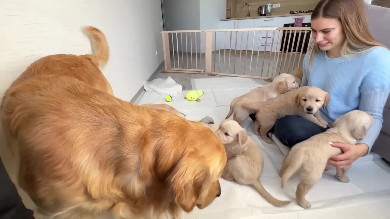 Mom Cat with Tiny Kittens Stole a Golden Retriever's Bed