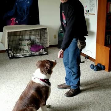 Forrest and the Lure