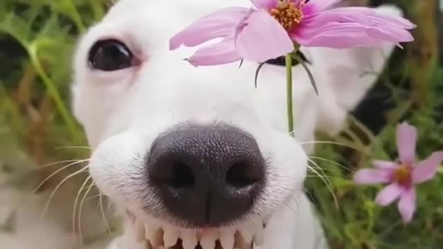 Great White Teeth vs Great White Dog