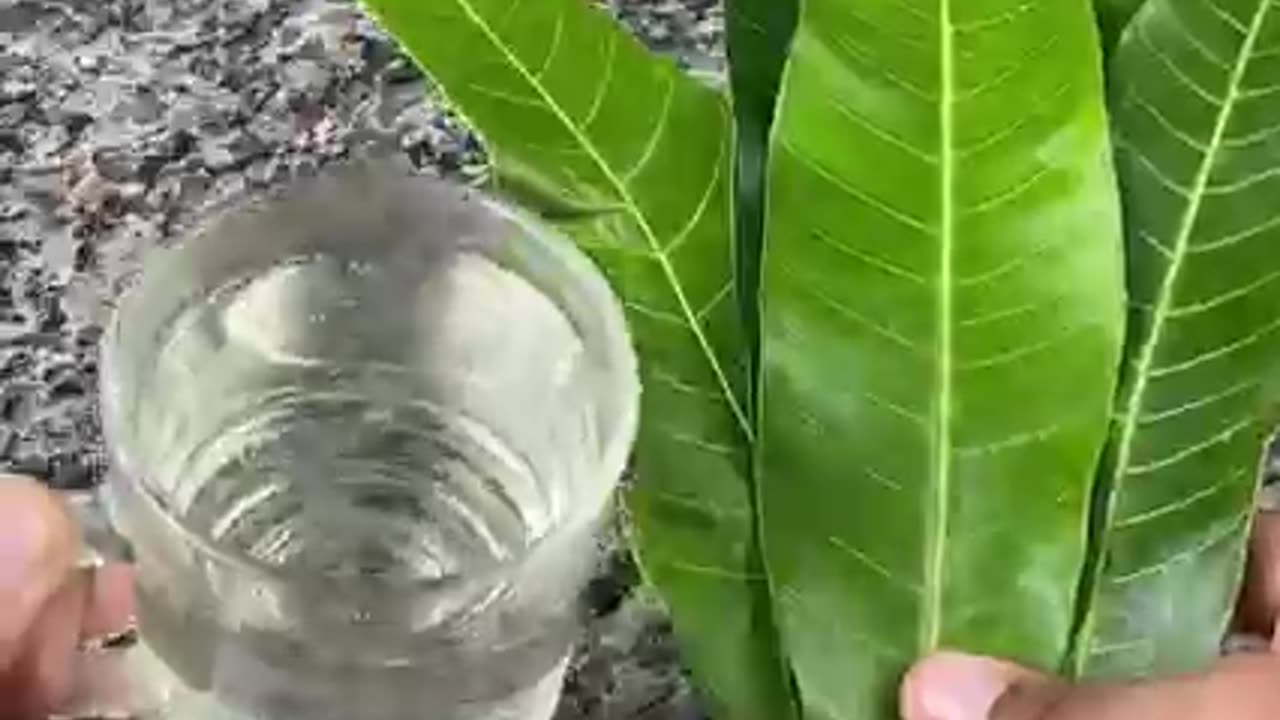 Healing power of Mango leave