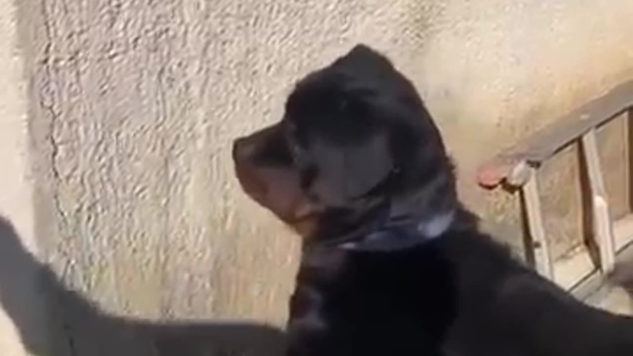 Funny dog moment