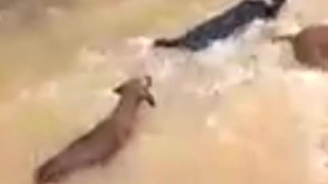 Dog 🐕 Catching Fish Like👍 A Pro #shorts #video