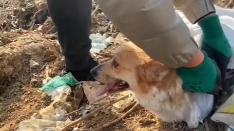Care animals