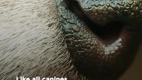 Raccoon Dog Amazing Dogs #Shorts