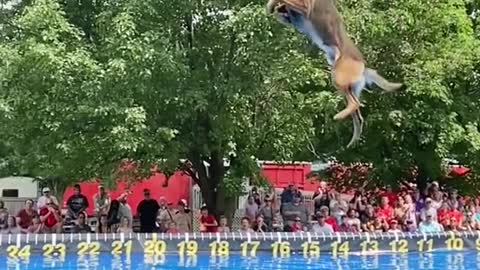 This dog can fly ?? Thank you for attention