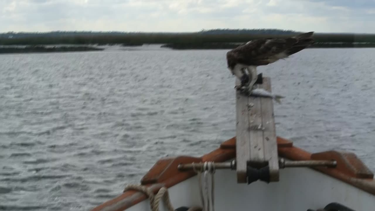 Kitten Defends Her Tug Boat