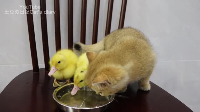 The kitten is the duckling's bodyguard! He loves ducklings. Patronus