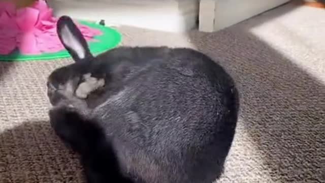stopdropandroll #rabbits