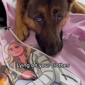 Holding eye contact/!.> Very Funny Video/!.> Funny Dog Video..>