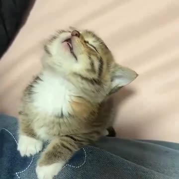 cutest snoozer ever. 💕