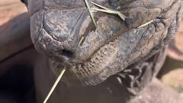 Ali the Aldabra tortoise