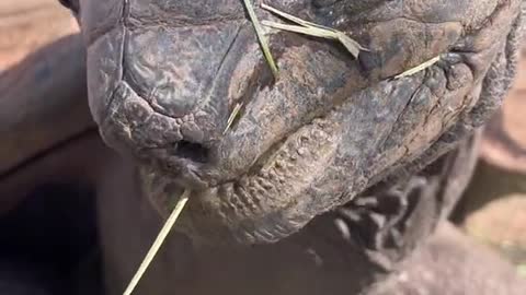 Ali the Aldabra tortoise