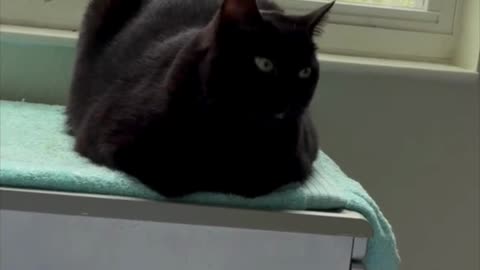 Cute Precious Piper is an Alert Spa Loaf - Adopting a Cat from a Shelter Vlog #shorts