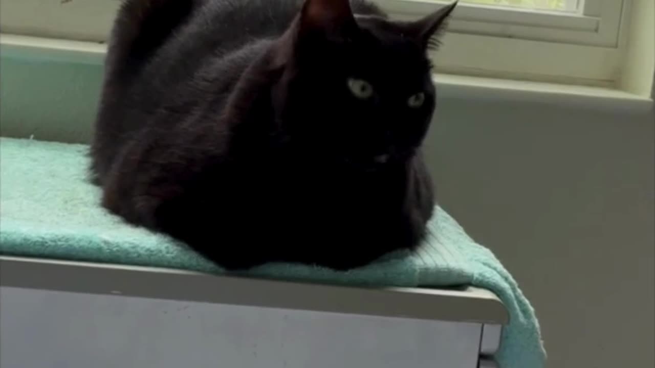 Cute Precious Piper is an Alert Spa Loaf - Adopting a Cat from a Shelter Vlog #shorts