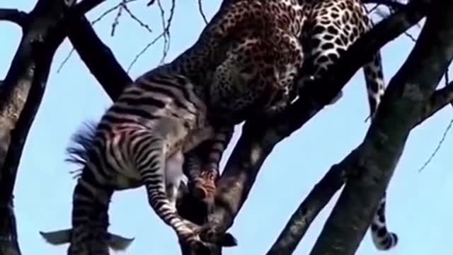 Leopard climb trees for a meal