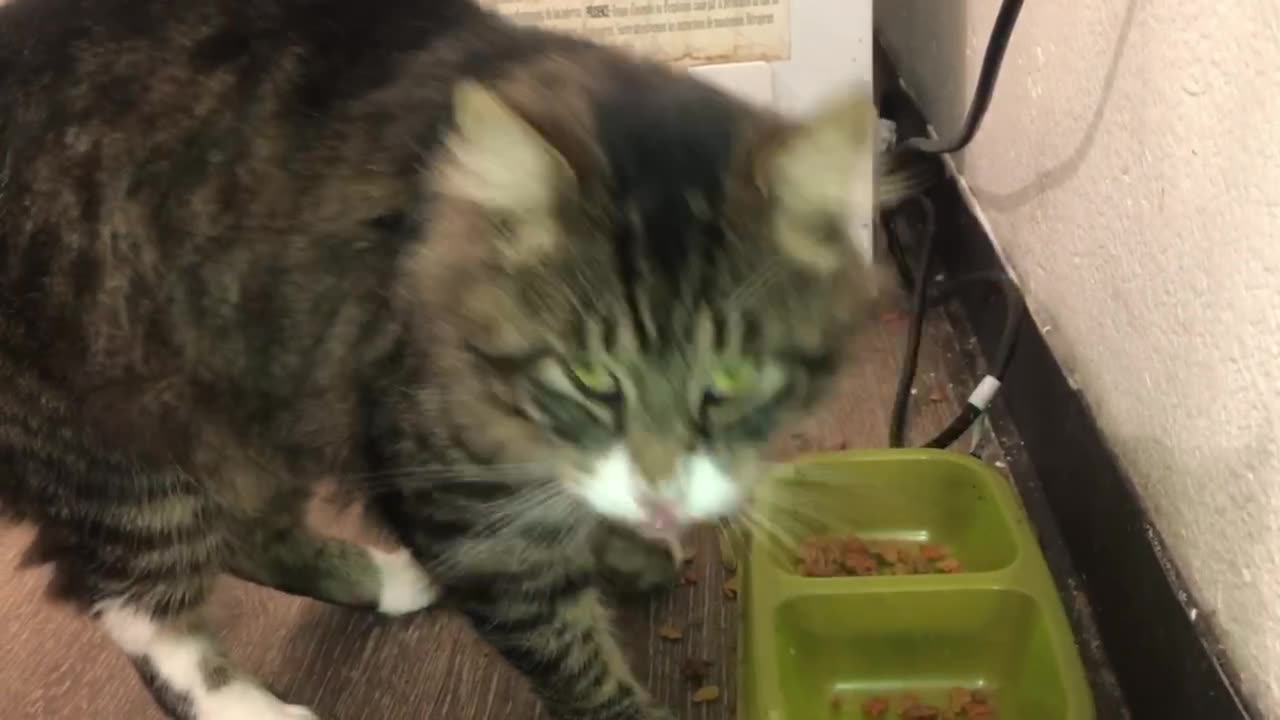 “Daisy” Cat Animal Lovers #20