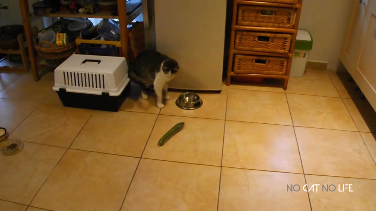 Funniest Cats and Cucumbers - Awesome Funny Pet Videos