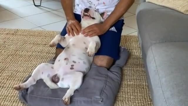 bullterrier#cane#relax#massage