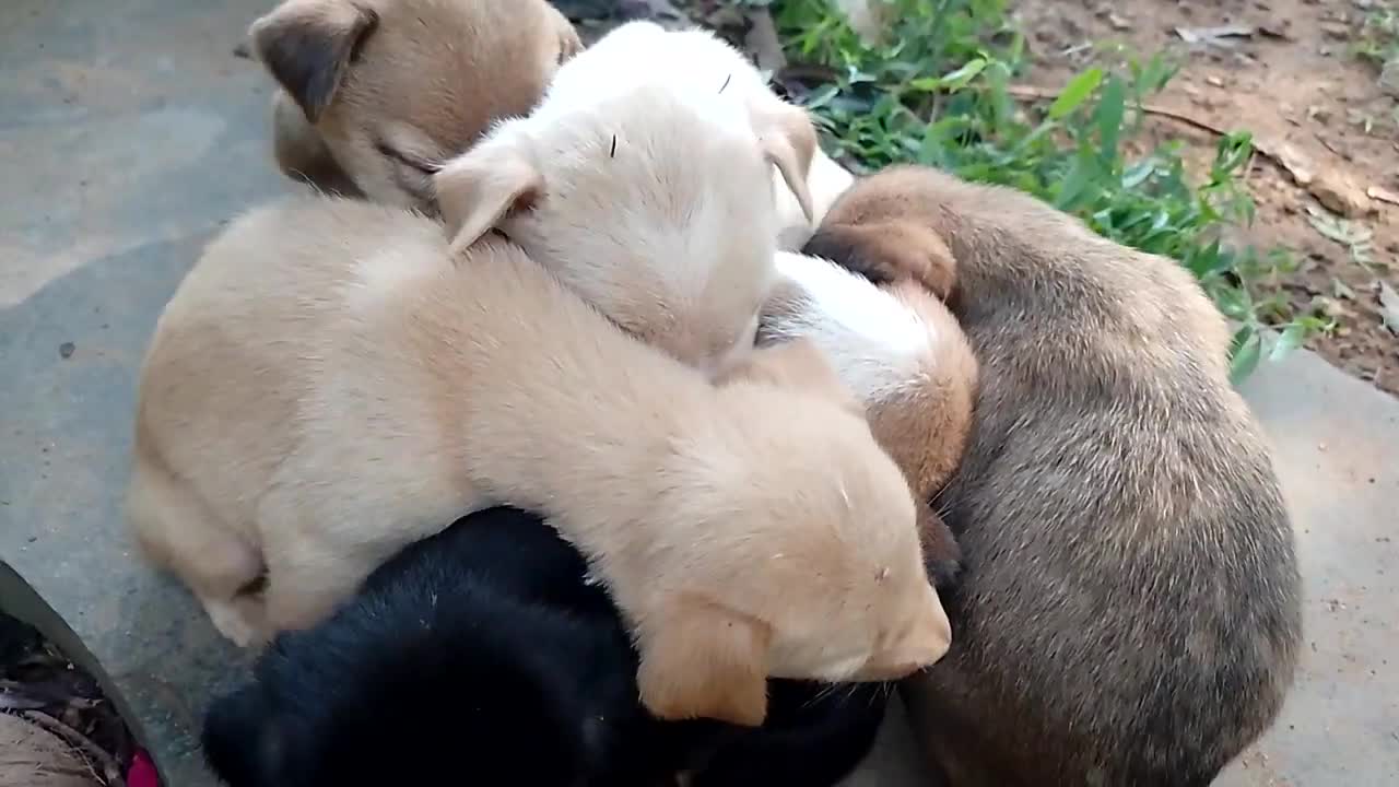 Puppy sleeping very chill see this video