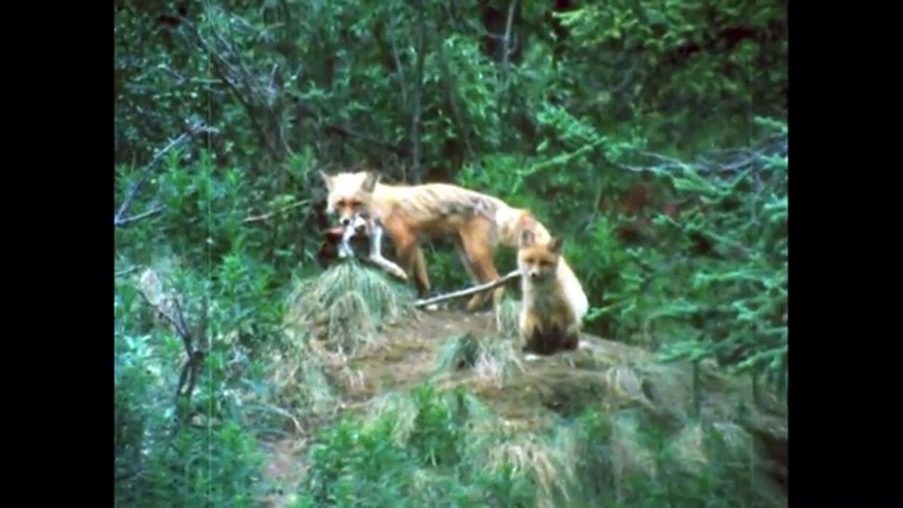 Denali Wilderness Alaska