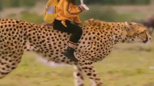 Cheetah Conqueror