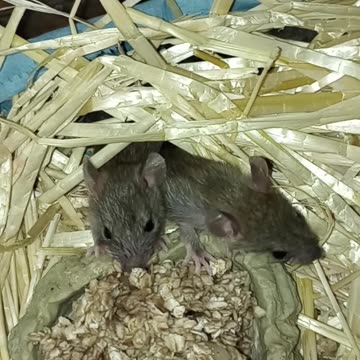 🐀𝒲𝑒𝒶𝓃𝒾𝓃𝑔 𝐵𝒶𝒷𝓎 𝑅𝒶𝓉𝓈 ❤