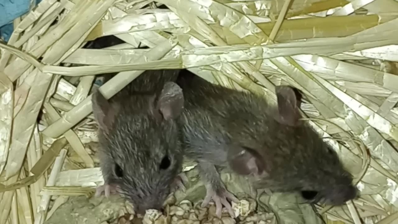 🐀𝒲𝑒𝒶𝓃𝒾𝓃𝑔 𝐵𝒶𝒷𝓎 𝑅𝒶𝓉𝓈 ❤