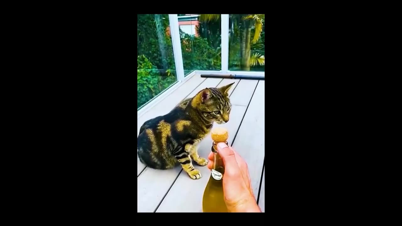 Unpredictable funny animals moments 😂 #funny #animals #compilation #Dhonche