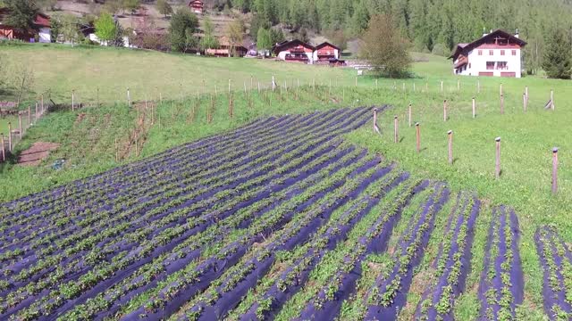 Berry Farm - Val di Rabbi Trentino