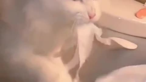 cute cats videos